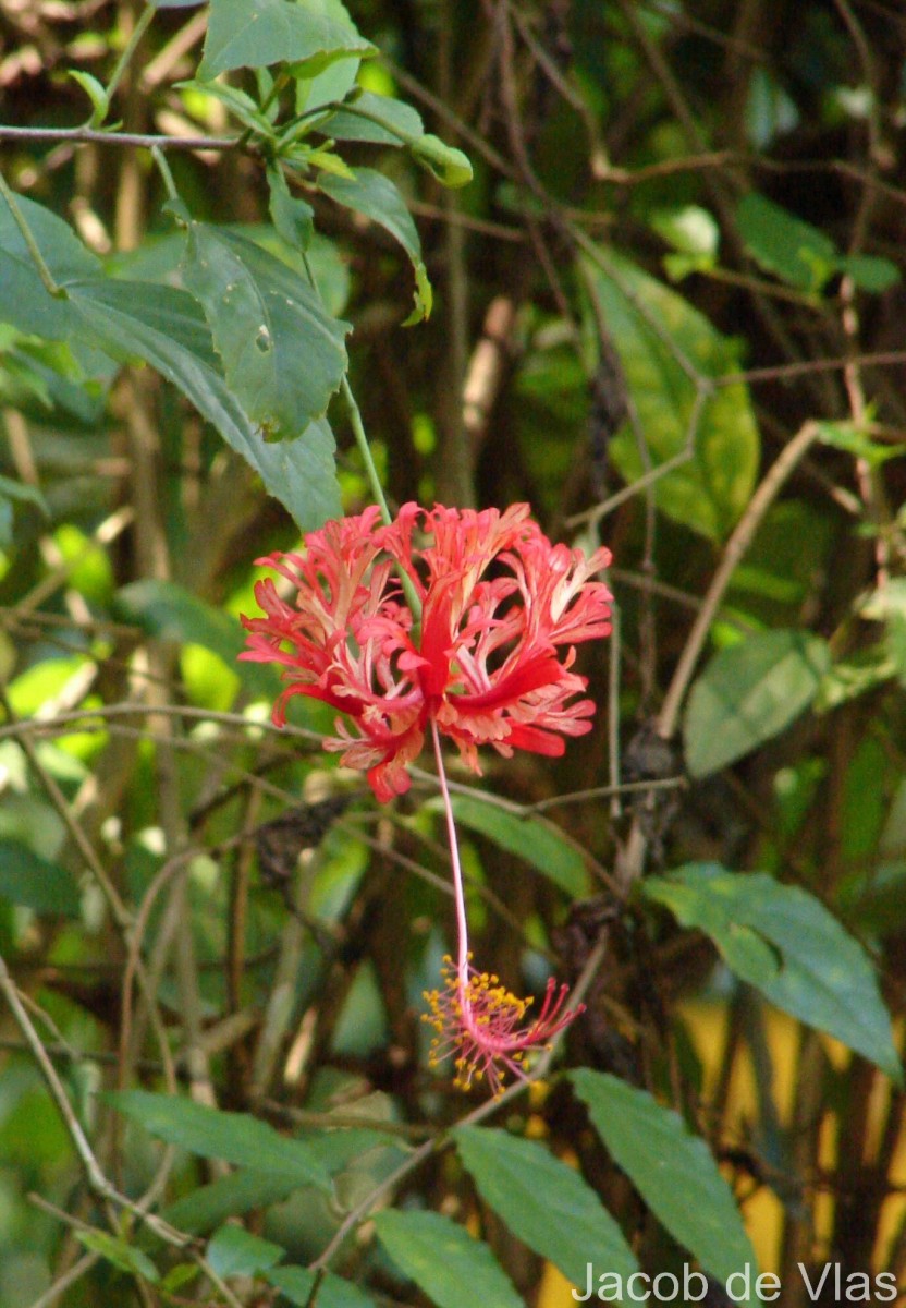 Hibiscus schizopetalus (Mast.) Hook.f.